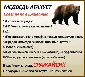 Медведь урок