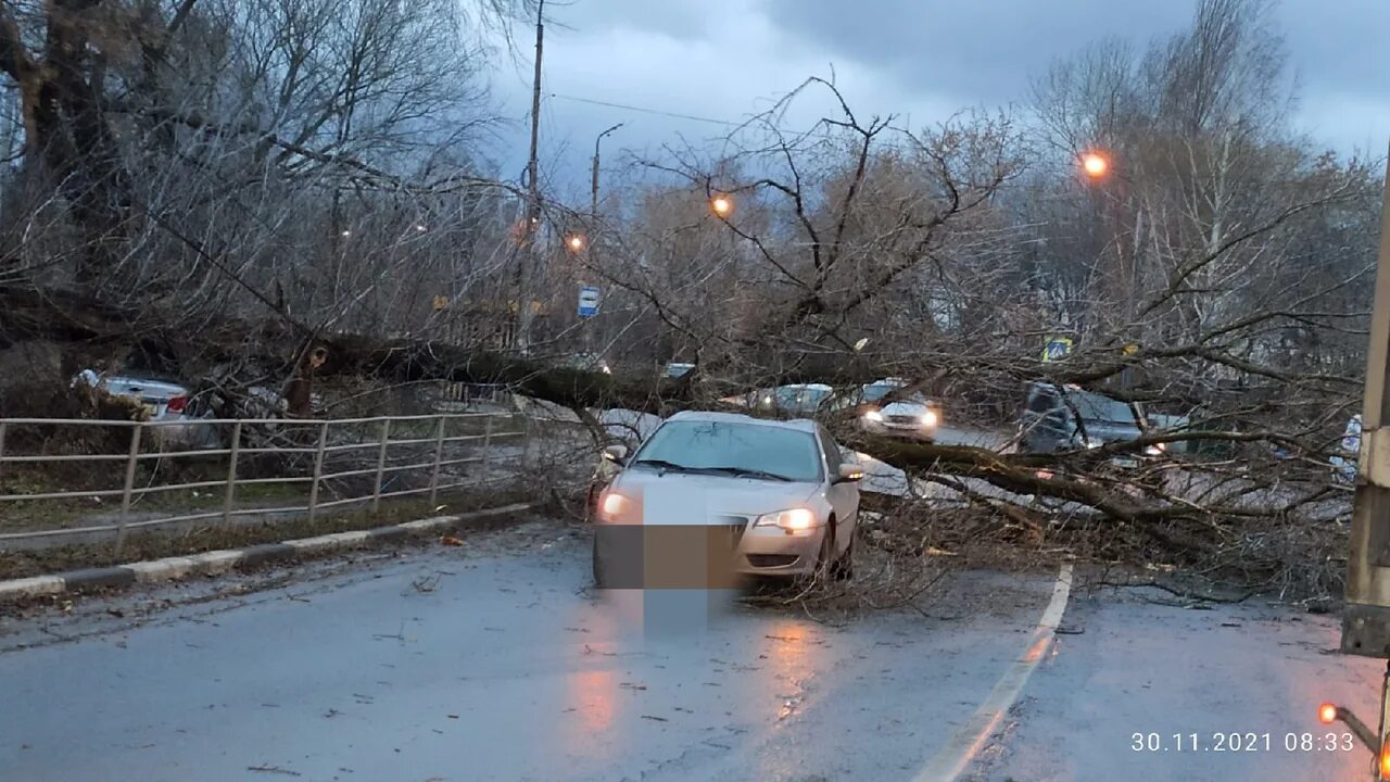 Упавшее дерево на дороге. Упало дерево Рязань. Авария в Рязани 30 ноября.