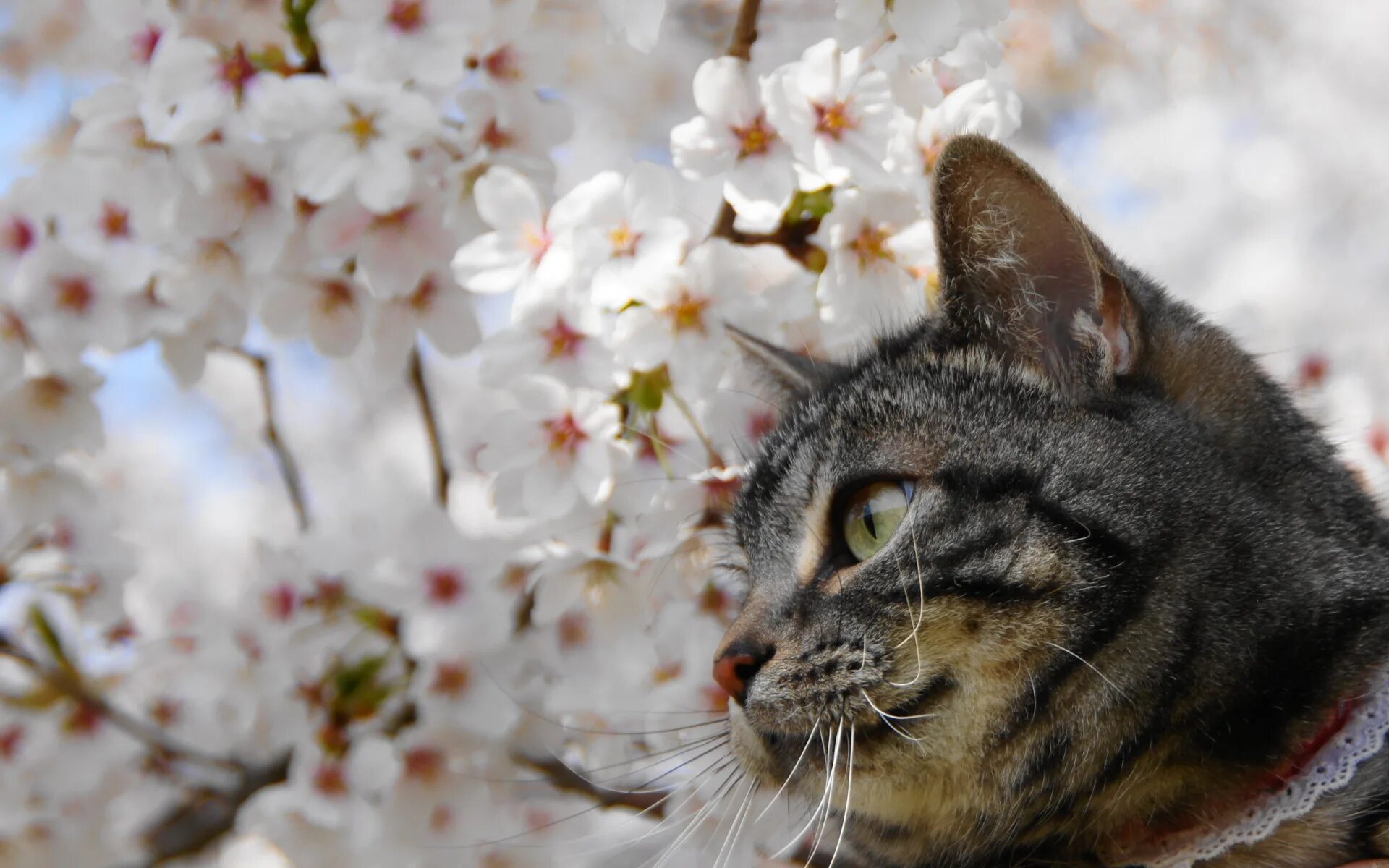 Весенняя кошечка. Весенние коты. Кошки весной. Весеннее настроение.