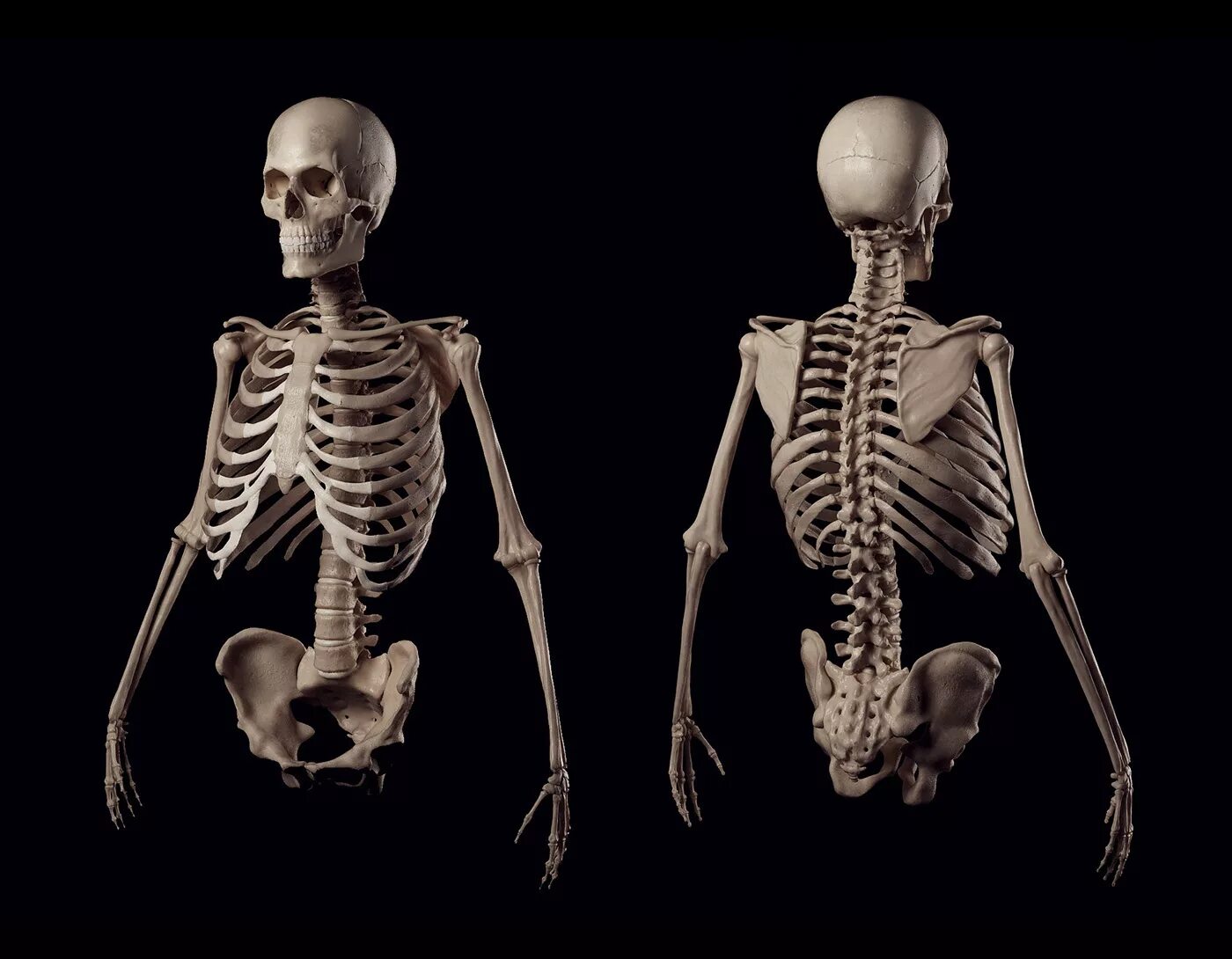 Скелет человека 3 четверти. Скелет человека анатомия кости 3d моделирование. Скелет XTK. Склелетчеловека.