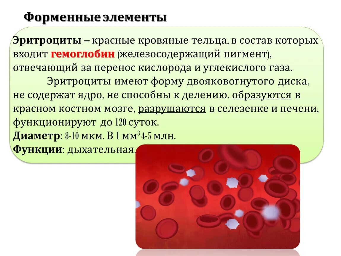 Форменные элементы эритроциты. Форменные элементы крови гемоглобин. Состав гемоглобина крови. Форменные элементы крови образуются в.