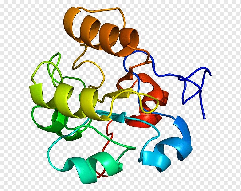 Ген белок фермент. Белок 6,6. Dusp6 Gene. 6 Белок ПНД. Ген 4.