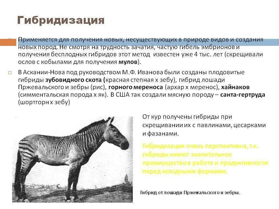 Примеры отдаленной гибридизации животных. Отдаленная гибридизация животных. гибридизация метод в биологии. межвидовое скрещивание животных. гибридизация в селекции.