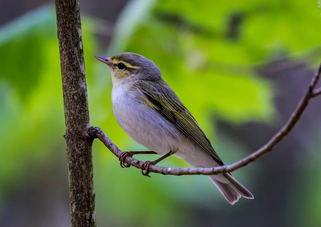 Пение пеночки. Пеночка трещотка птица. Phylloscopus sibilatrix. Пеночка-весничка пение. Пеночка желтобровка.