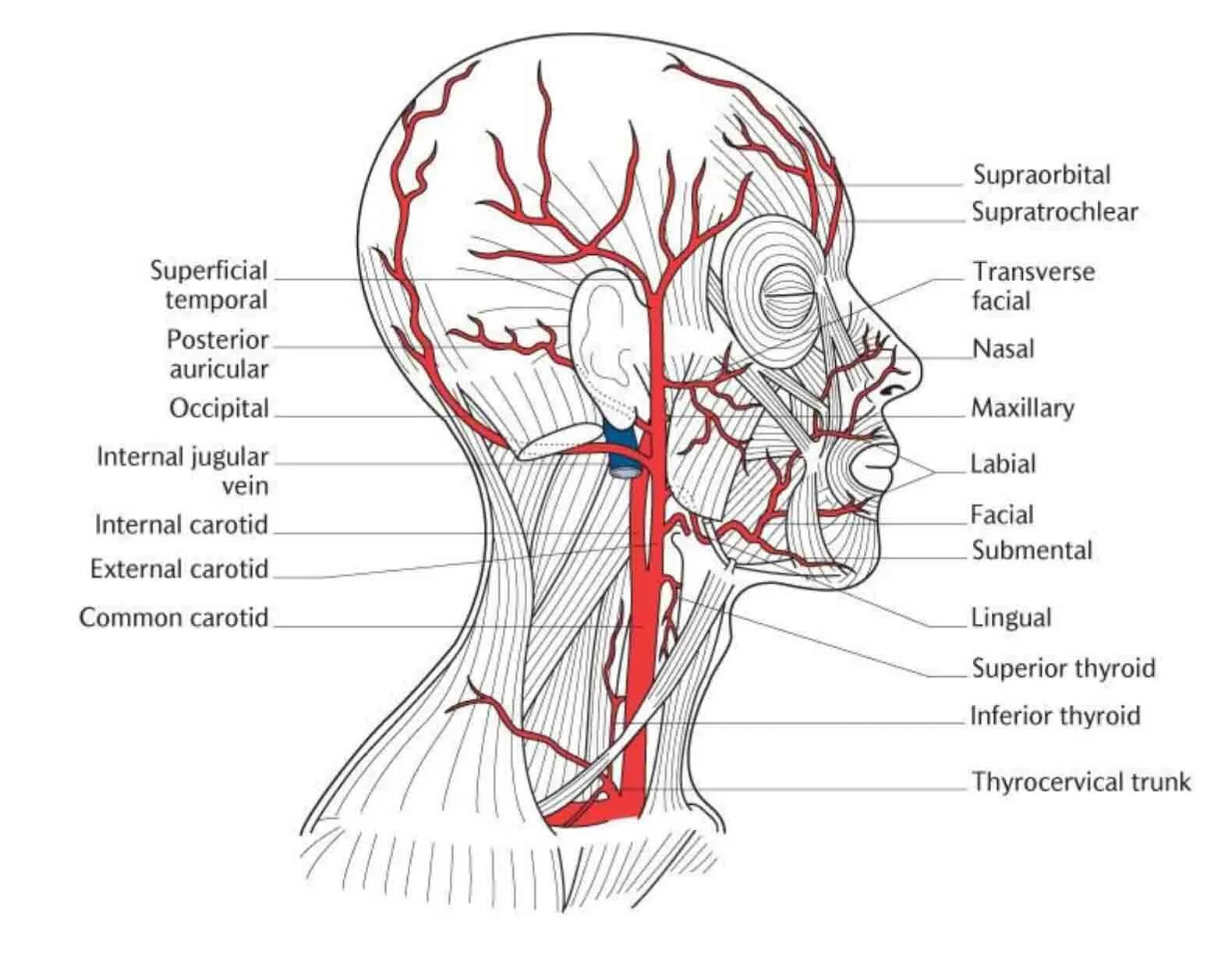 Наружная Сонная артерия анатомия. Наружная Сонная артерия анатомия схема. Затылочная артерия топография. Сонные артерии на лице
