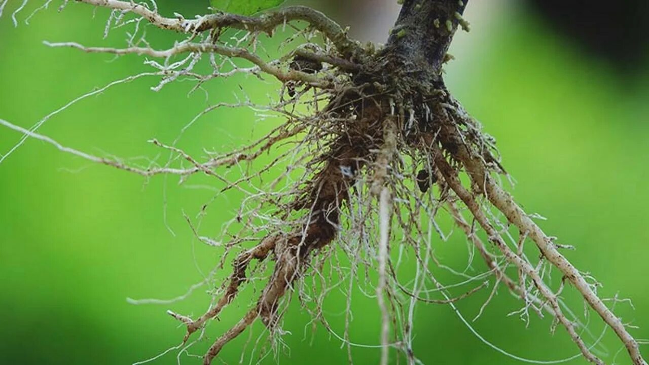 Корни растений. Корень. Корешок растения. Цветок с корнем. Planting the roots