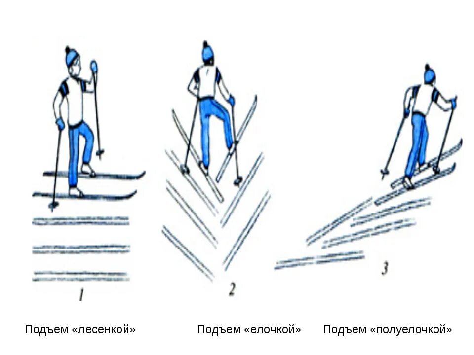 Техника выполнения подъема на лыжах. Техника подъема елочкой и полуелочкой. Техника подъема на склон елочкой. Подъем полуелочкой на лыжах техника. Техника подъема елочкой и полуелочкой на лыжах.