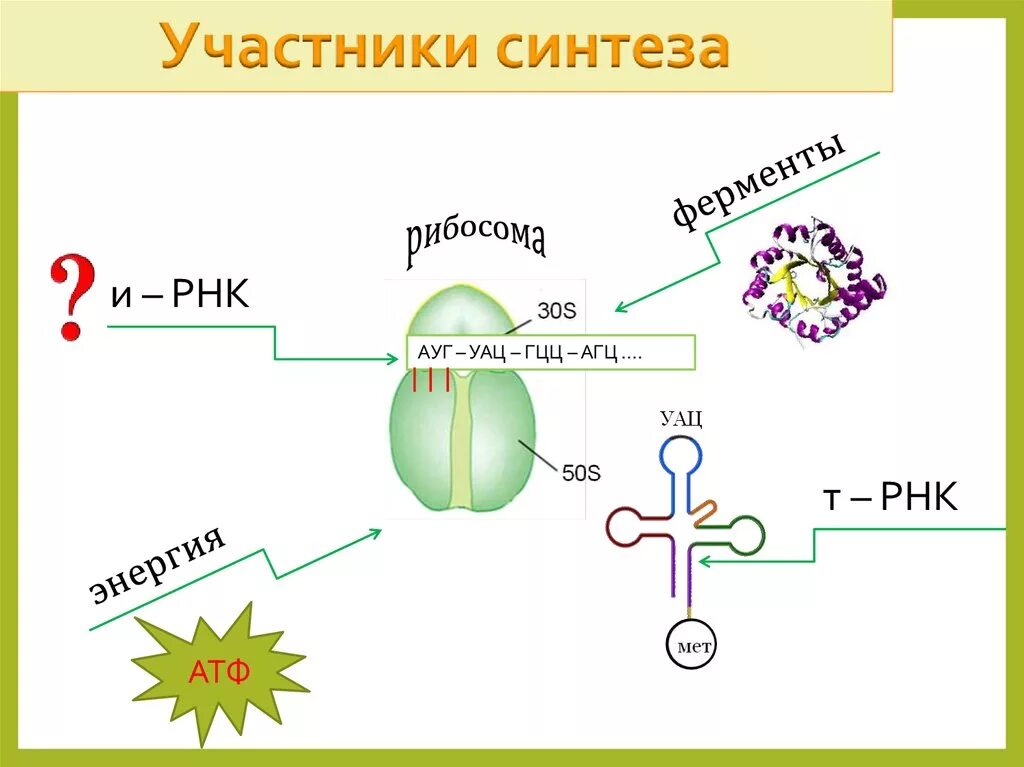 Названия этапов биосинтеза белка. Участники синтеза белка. Биосинтез белка АТФ. Рибосомы участвуют в синтезе. Общая схема биосинтеза белка.