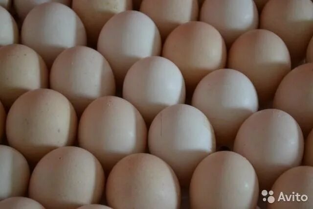 Авито яйцо бройлера. Инкубационное яйцо Росс 308. Росс с яйцом. Росс 308 бройлер купить яйцо. Инков яйцо.