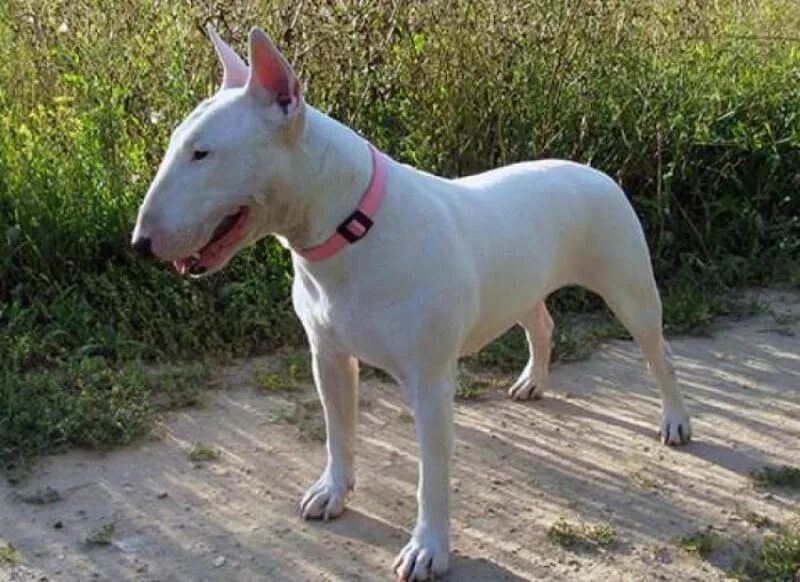 бультерьер 100 лет назад и сейчас. бультерьер 1862. бультерьер эволюция породы. бультерьер 100 лет назад. эволюция бультерьера.