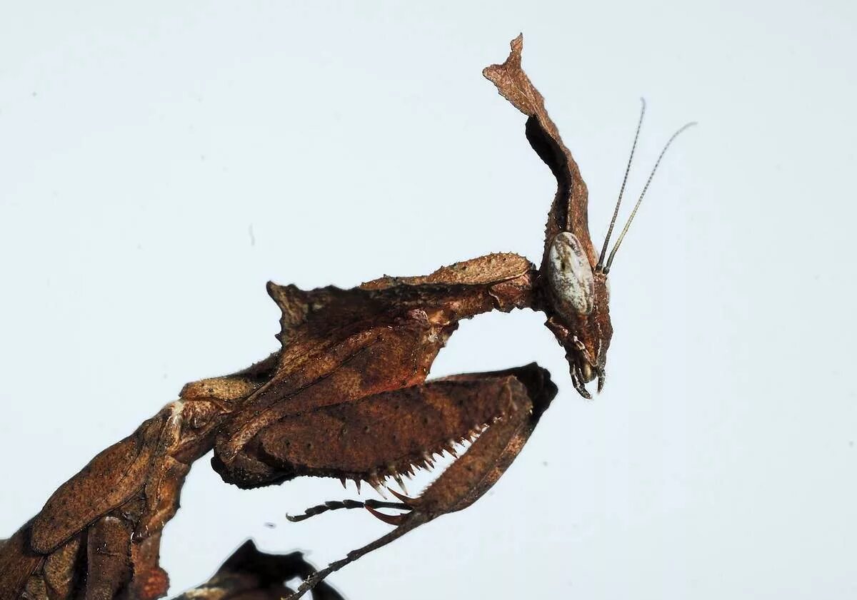 Богомол призрак. Богомол Phyllocrania paradoxa. Призрачный богомол. Богомолов призрак. Богомол Idolomantis diabolica.