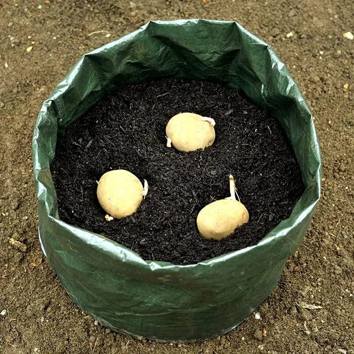 Вырастет ли картошка. Посадка картофеля в мешках. Посадка картошки в мешках. Вырастить картошку в мешке. Высаживание картофеля в мешках.