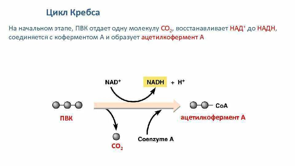 Цикл Кребса бескислородный этап. Янтарная кислота цикл Кребса. 1 Стадия цикла Кребса. Окисление пирувата и цикл Кребса.