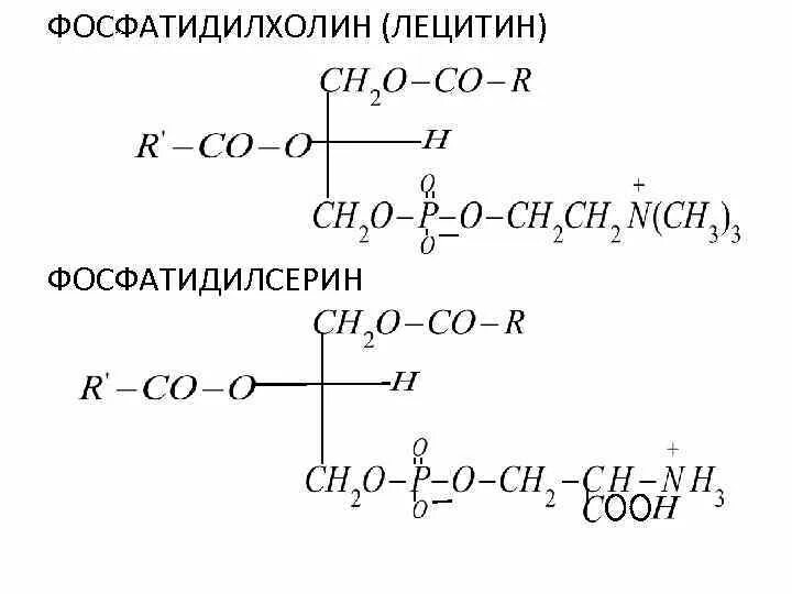 ЛИПИДЫ