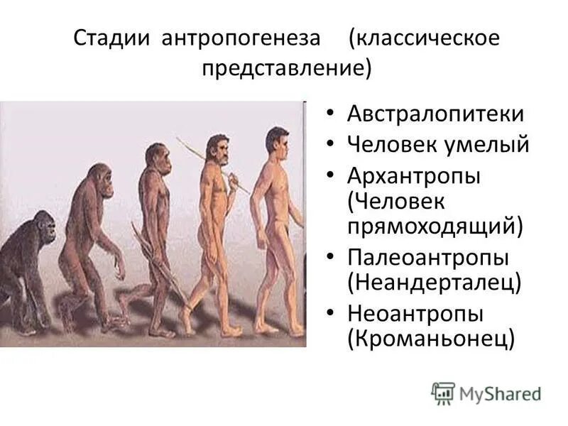 Антропогенез человека 9 класс. Стадии антропогенеза. Этапы антропогенеза. Этапы антропогенеза человека. Человек умелый стадия антропогенеза.