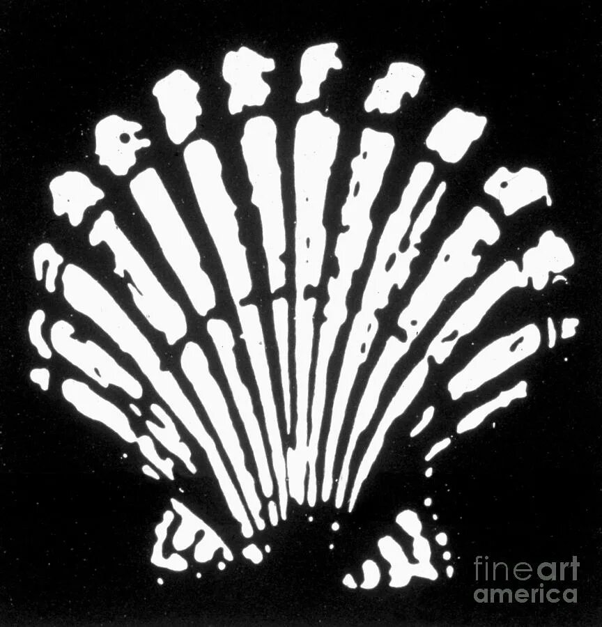 Was a be shell. Шелл логотип 1904. ракушка логотип. shell история логотипа.
