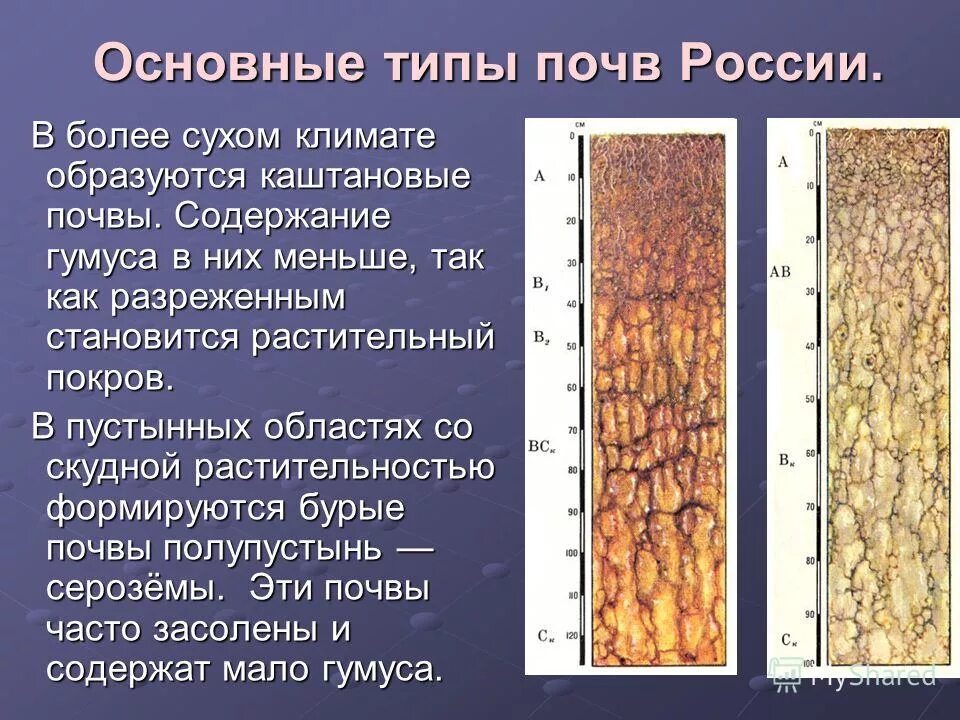 Серые лесные почвы таблица. Содержание гумуса в бурых. Растительный покров каштановых почв. Содержание гумуса в почве. Содержание гумуса в почве таблица.