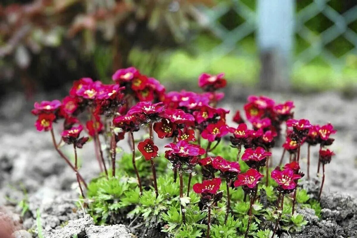 Камнеломка Арендса. Камнеломка Арендса (Saxifraga. Камнеломка Арендса моховидная. Камнеломка Арендса хайлендер ред. Камнеломка цветок садовый многолетний описание