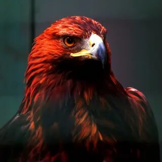 Red falcon