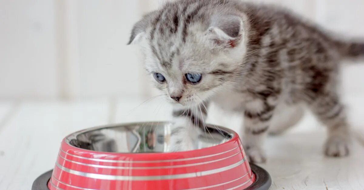 Empty cat