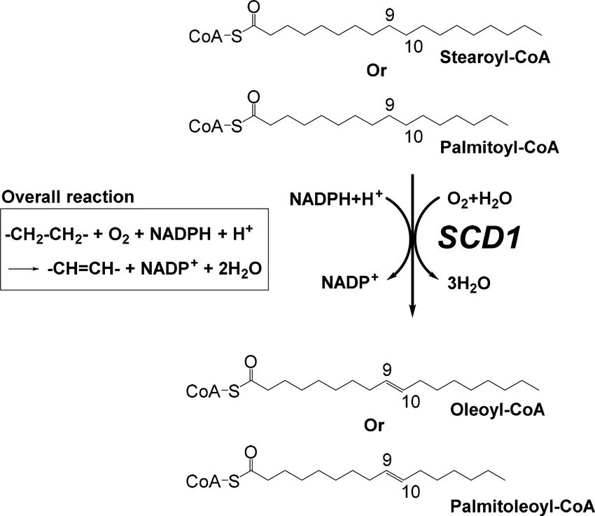 Stearoyl COA. Стеароил COA+ФАД. Стеароил COA окисление. Стеорил ко а десатураза. Коа формула