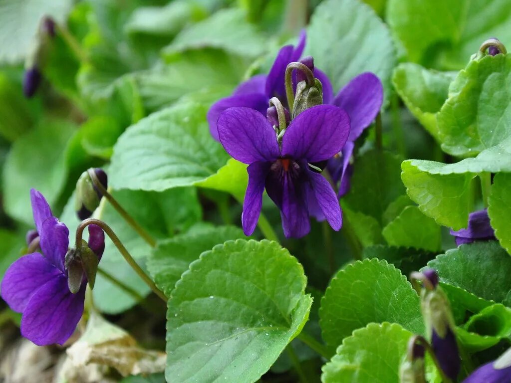 Фиалки обозначение. Фиалка (Viola odorata). Фиалка душистая (Víola odoráta). Фиалка Виола душистая. Фиалка душистая Konigin Charlotte.