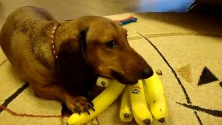 Можно собакам давать бананы. Банановая такса. Собака банан. Такса из банана. Пес банан.