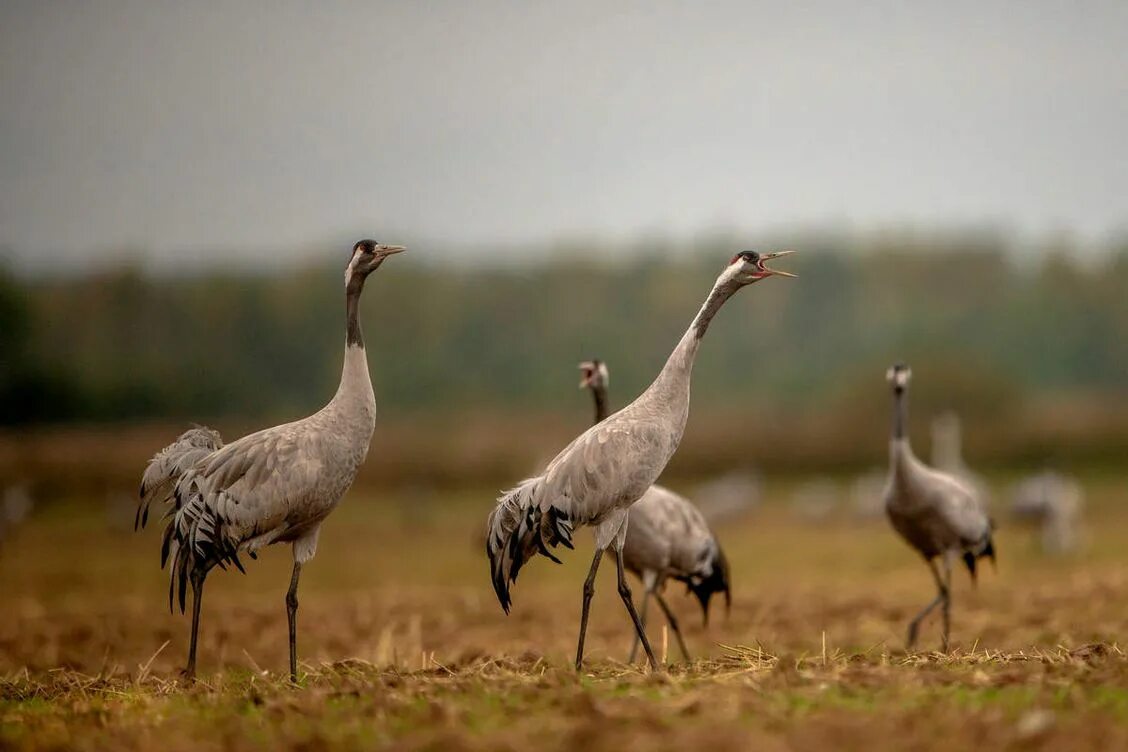 Журавль фото. Журавлиная Родина серый журавль. Талдомский заповедник Журавлиная Родина. Журавлиная Родина Талдом. Журавлиная Родина Сергиев Посад.