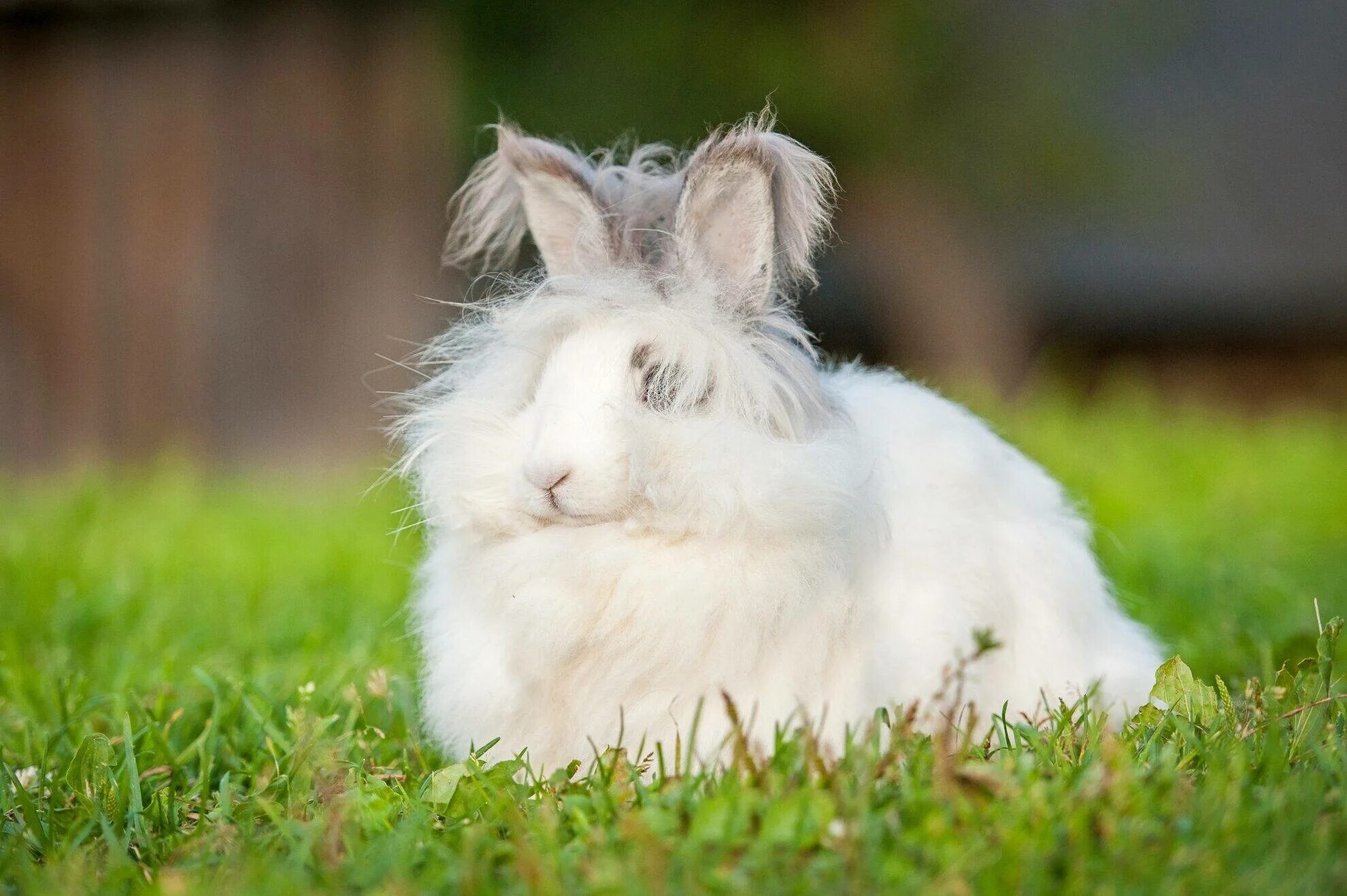 Белый ангорский кролик. Пушистый ангорский кролик. Английский ангорский кролик. Кролик ангорский (Дамский).