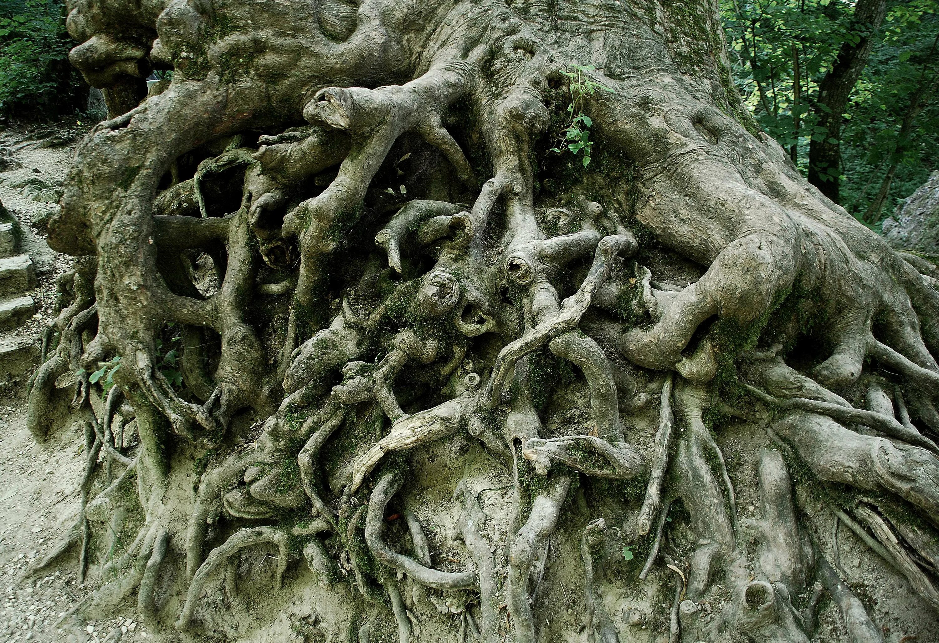 Tree roots