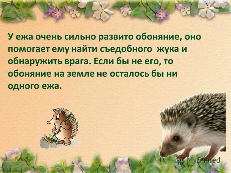 Ежу очень удобно собирать листья. Обоняние ежа. ежу очень удобно собирать листья разбор предложения. ежик очень осторожный.