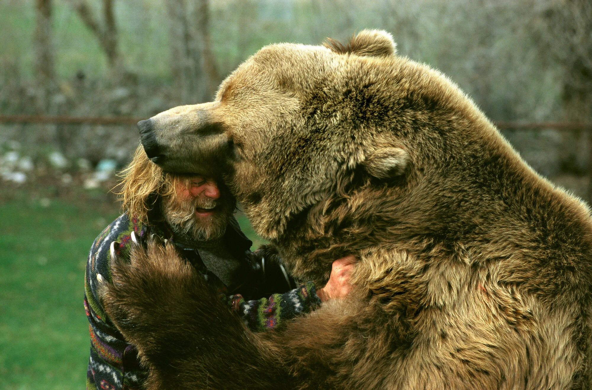 Северная америка медведь гризли. Kera bear born. Kera bear born. Kera bear born. Белый и бурый медведь.