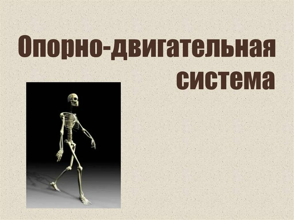 Выполняемые функции опорно двигательной. Опорно двигательная система. опорногдигательная система. опорно двигательная система презентация. презентации по теме опорно двигательная система.