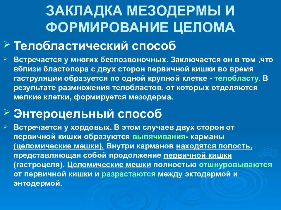 Способы образования мезодермы. Телобластический способ образования мезодермы. способы закладки мезодермы. типы образования мезодермы.