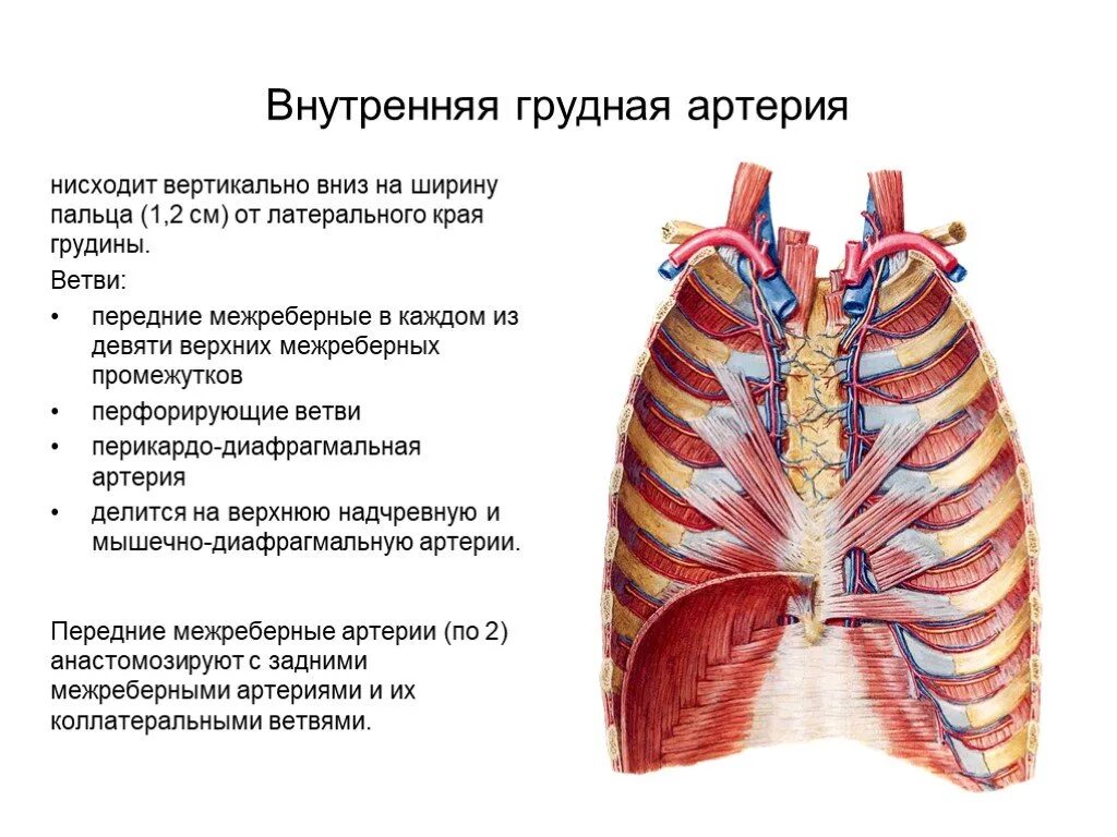 Ветви внутренней грудной артерии. Конечной ветвью внутренней грудной артерии является. Внутренняя грудная артерия кровоснабжает. Мышечно диафрагмальная артерия.