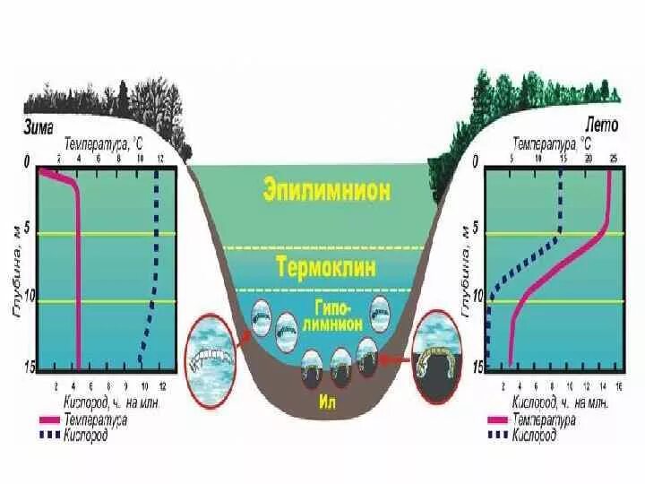 Резкие колебания солевого и водного режимов