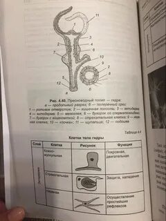 Неофемели биология