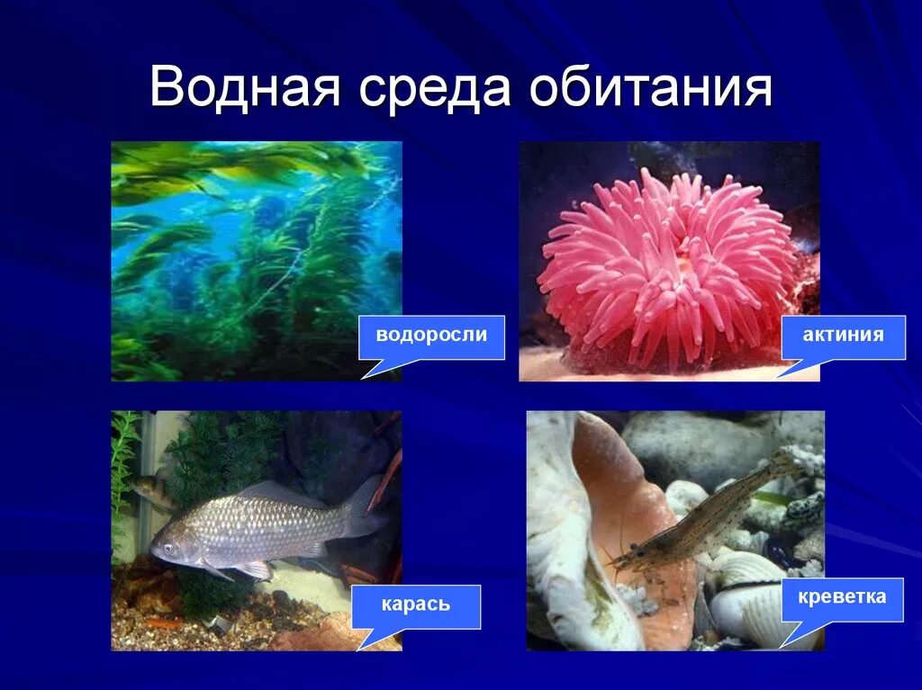 Представители водной среды 5 класс. Обитатели водной среды обитания. организмы обитающие в водной среде. обитателив однйос реды. водная среда обитания животные.