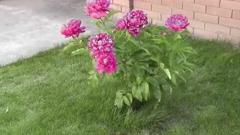 Когда нужно ставить подпорку для пионов