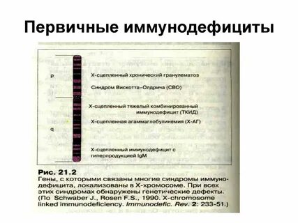 Первичные иммунодефициты тесты