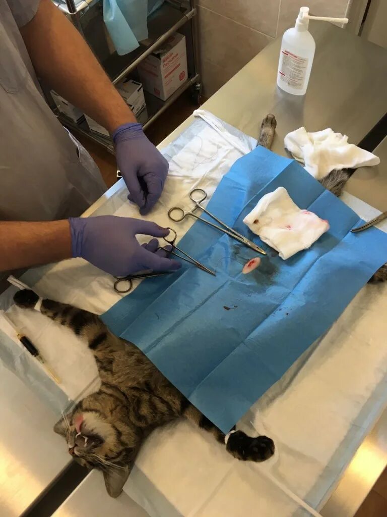 Когда кастрировать котенка в каком возрасте