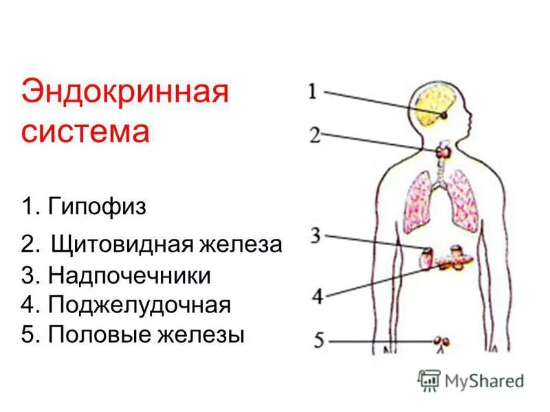 Эндокринную функцию выполняет