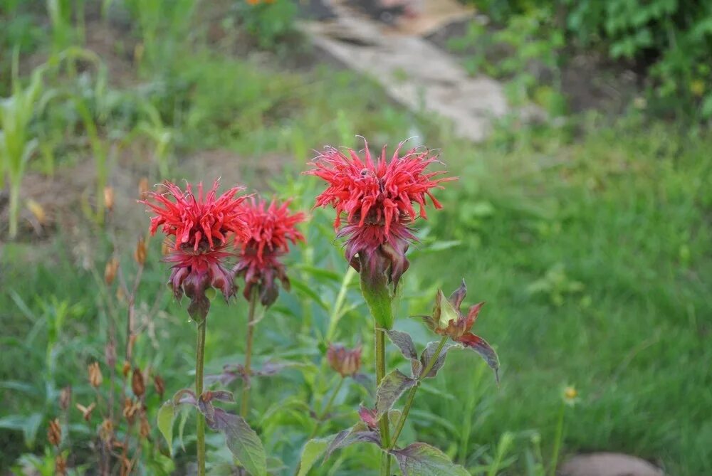 Монарда. Монарда дудчатая. Монарда Gardenview Scarlet. Монарда махровая.