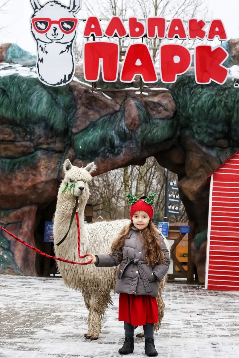 Альпака парк медовые водопады. Альпака парк медовые водопады. Альпака. Альпака парк медовые водопады. Деревня походкино альпаки.