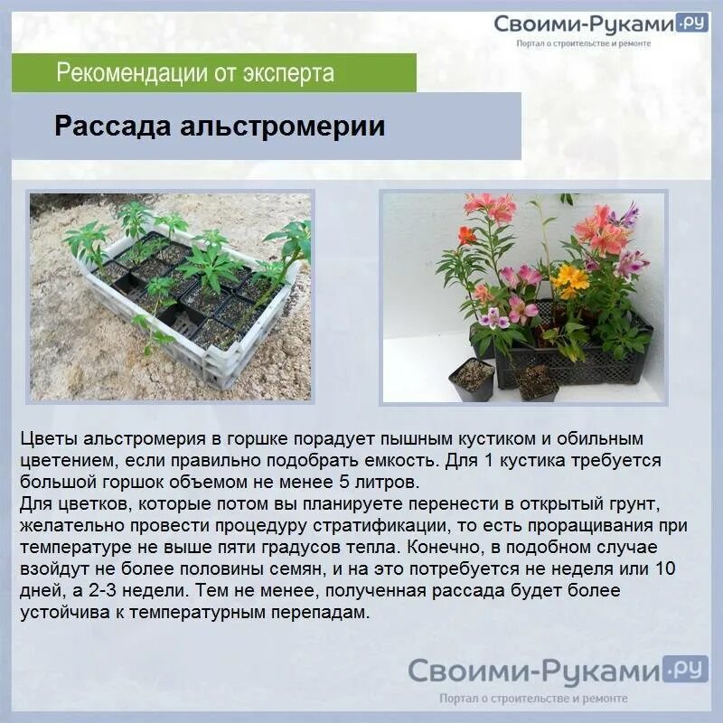 Как подрезать альстромерии. Рассада альстромерии. размножение альстромерии. альстромерия семена выращивание. альстромерия условия выращивания.