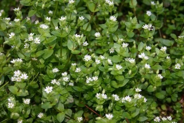 Pin on Easy to forage plants