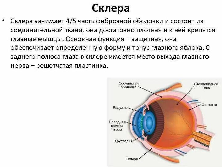 Фиброзная оболочка строение и функции. Наружная оболочка глаза склера. Оболочки глаза строение склеры. Белочная оболочка склера строение. Строение глазного яблока склера.