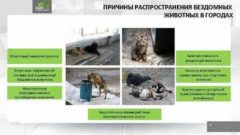 Причины появления бездомных животных