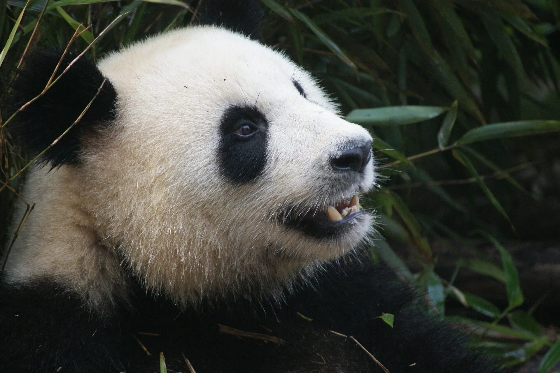Очковая Панда. Очковый медведь. Ailuropoda melanoleuca qinlingensis. Большая Панда. Большая панда медведь