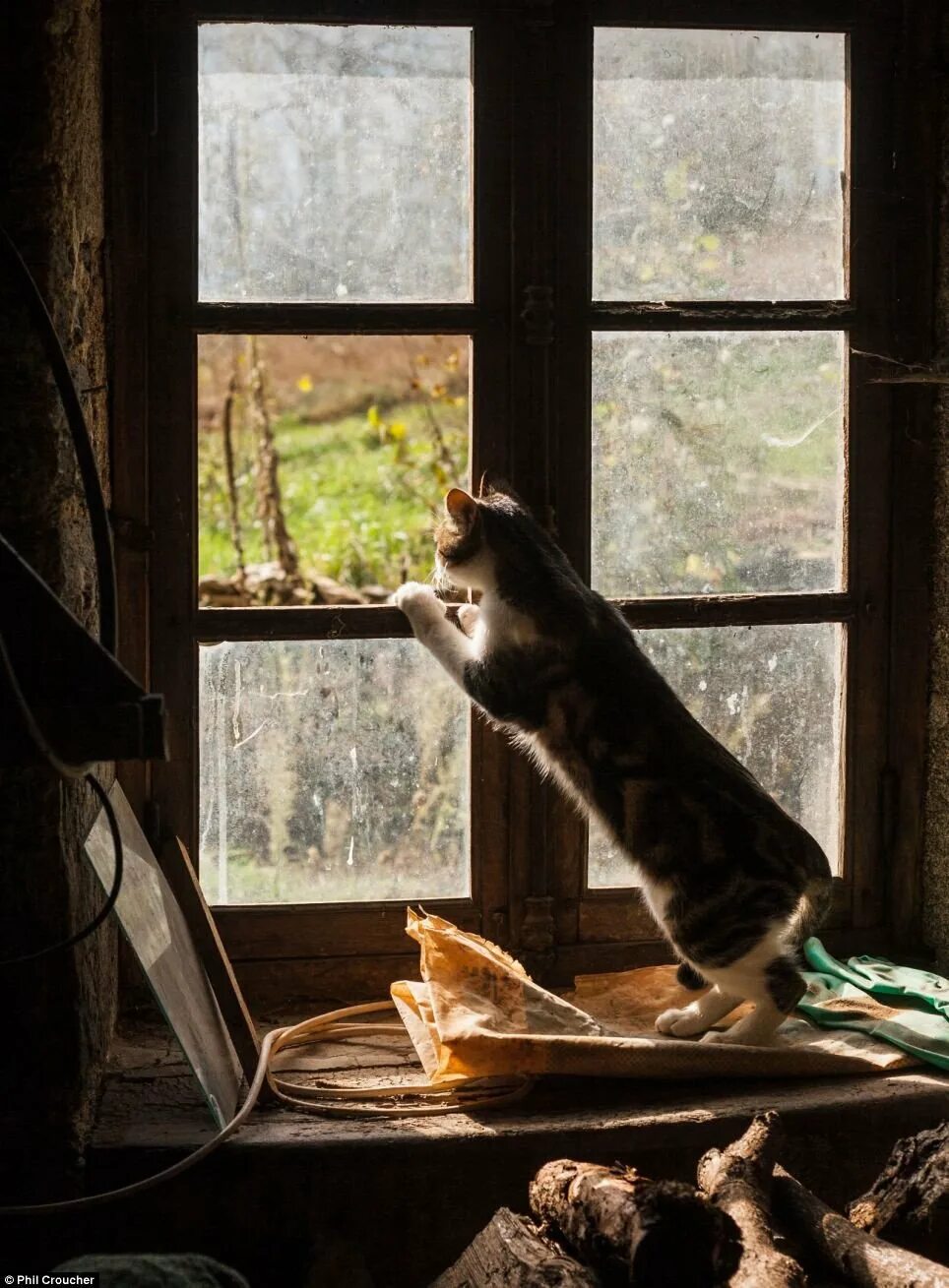 Кот открывает окно. Кот на окне. Котик на подоконнике. Кошка на подоконнике. Котик у окна.